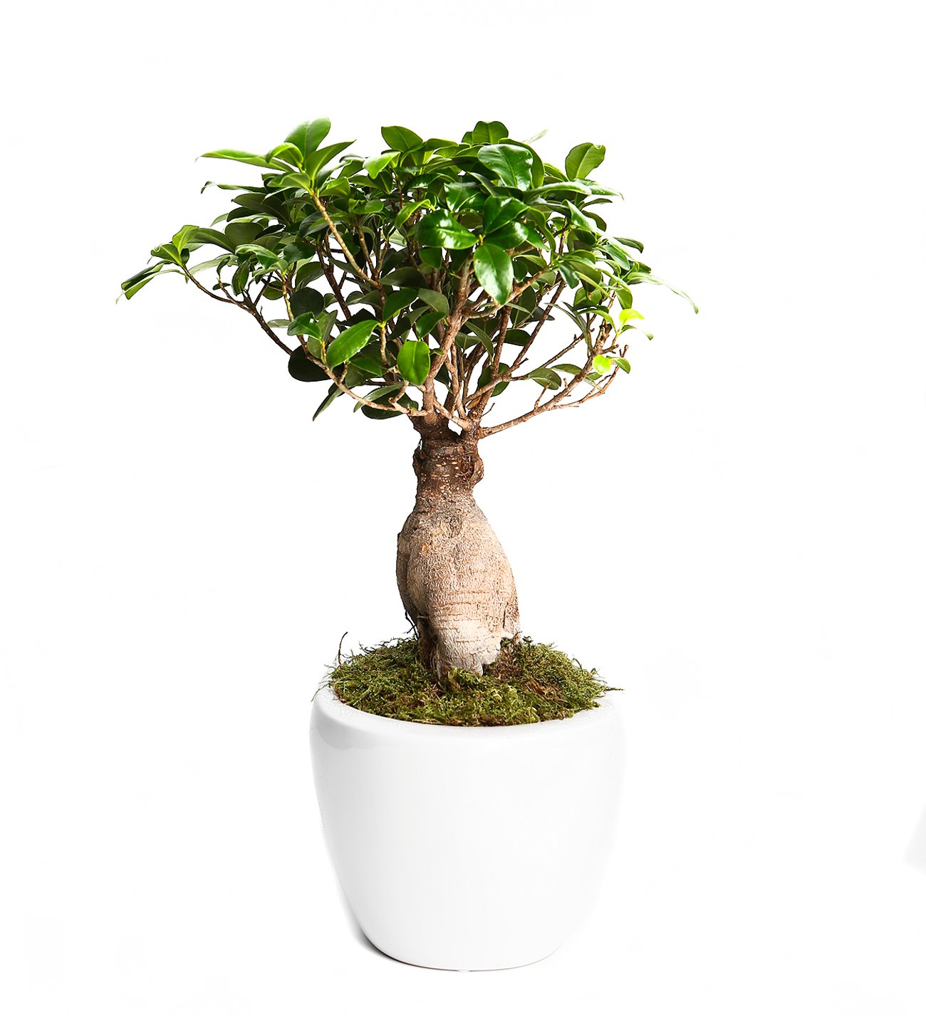 noor bambus Bambusmatte Bahia Natur – stabiler Sichtschutz main image 0