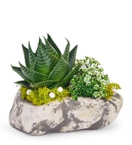 Kaya Görünümlü Saksı da Gasteria Aloe Hybrid Sukulent