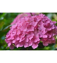 pembe ortanca çiçeği 50 cm