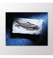 Arty Tablo Balık Fosili Tablo (Karışık)