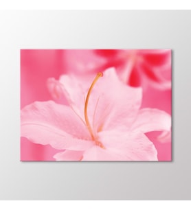 Arty Tablo Pembe Lilyum Tablo (Karışık)
