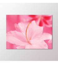 Arty Tablo Pembe Lilyum Tablo (Karışık)