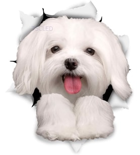 Sevimli Maltese köpek araba Sticker su geçirmez çıkartması