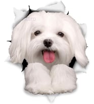 Sevimli Maltese köpek araba Sticker su geçirmez çıkartması