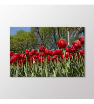 Arty Tablo Kırmızı Laleler Tablo (Karışık)