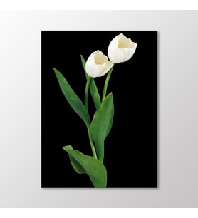 Arty Tablo Beyaz Laleler Tablo (Karışık)