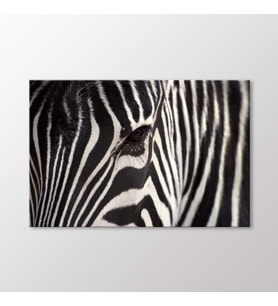 Arty Tablo Zebra Tablo (Karışık)