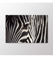 Arty Tablo Zebra Tablo (Karışık)