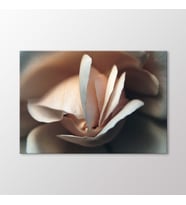 Arty Tablo Beyaz Gül Tablo (Karışık)