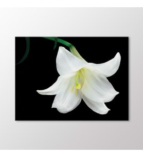 Arty Tablo Beyaz Lilyum Tablo (Karışık)