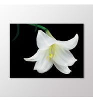 Arty Tablo Beyaz Lilyum Tablo (Karışık)