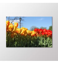 Arty Tablo Laleler Tablo (Karışık)