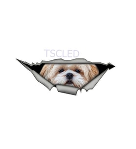 Shih Tzu Cİnsi Sevimli Köpek Araba Sticker Yapıştırması