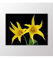 Arty Tablo Sarı Lilyum Tablo (Karışık)