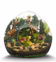 Teraryum Amazon