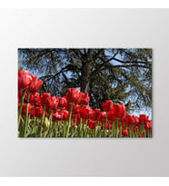 Arty Tablo Kırmızı Laleler Tablo (Karışık)