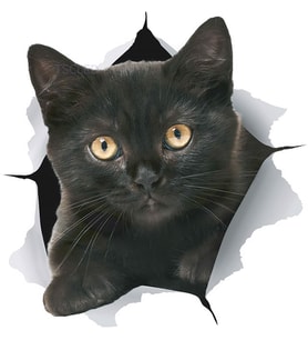Siyah kedi yırtık araba Sticker kapak Scratch çıkartması