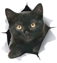 Siyah kedi yırtık araba Sticker kapak Scratch çıkartması