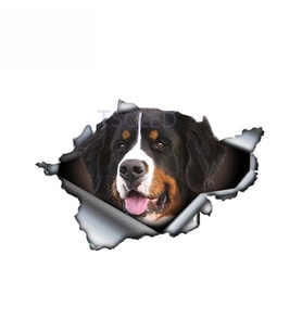 Bernese dağ köpeği yırtık Metal araba Sticker su geçirmez