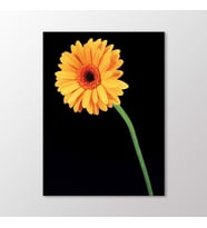 Arty Tablo Sarı Krizantem Tablo (Karışık)