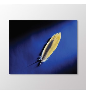 Arty Tablo Kuş Tüyü Tablo (Karışık)