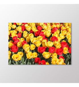 Arty Tablo Laleler Tablo (Karışık)