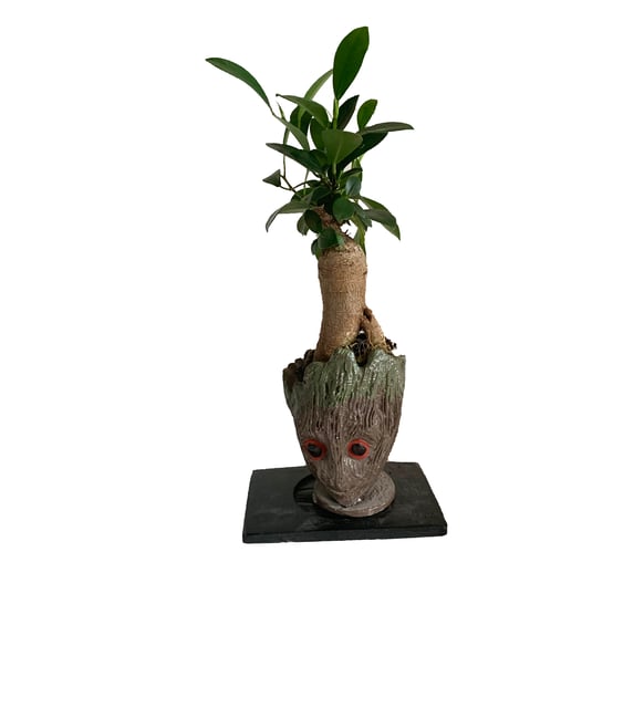 claus preisinger bonsai Bonsai 2024 – Newcomer Wines
