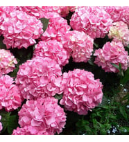 Tüplü Pembe Çiçekli Ortanca Çiçeği Fidanı