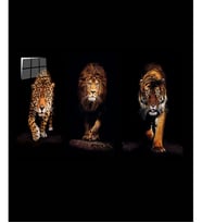 Aslan,Kaplan,Jaguar 3 lü Set Cam Tablo