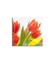 Turuncu Lale Tablo 60 X 60 Cm