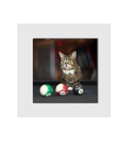 Lil Bub Adlı Kedi Tablo - 108498 - 35x35 Cm