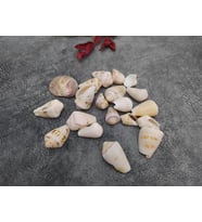Hdmarketim Dekoratif Doğal Deniz Kabuğu 500 gr