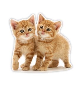 Tekir kedi turuncu yavru araba Sticker 18Cm Model2