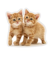 Tekir kedi turuncu yavru araba Sticker 18Cm Model2