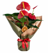 BUKET KAGIDINDA ANTORYUM TASARIM