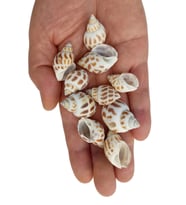 10 Adet Junonia Shell Deniz Kabuğu 9-JS