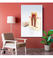 Tekli Dikey Kanvas Diş Poliklinik Tablosu Diş Anatomisi