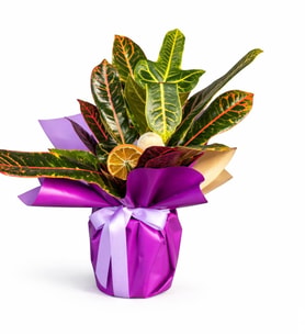 Dieffenbachia Çiçeği