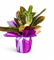 Dieffenbachia Çiçeği
