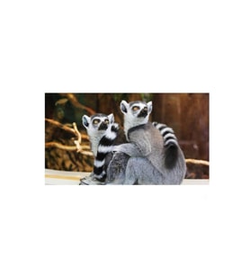 DBSanatevi Haberim Yokmuş Gibi Çek - Lemurlar Tablo 50 X 50 Cm