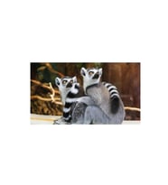 DBSanatevi Haberim Yokmuş Gibi Çek - Lemurlar Tablo 50 X 50 Cm