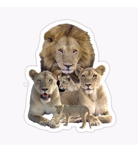 Aslan Ailesi Araba Oto Sticker Yapıştırma Etiket 17CM q2