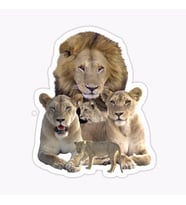 Aslan Ailesi Araba Oto Sticker Yapıştırma Etiket 17CM q2