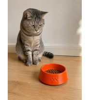 Pati Desen Model Beton Kedi Köpek Mama ve Su Kabı 13 cm çap x 4 cm - Turuncu