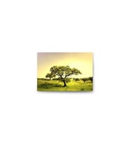 DBSanatevi Ağaçlar Tablo 60 X 80 Cm