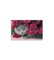 Karanfiller Içinde Scottish Fold Kedi Tablo - 106756 - 70x70 Cm