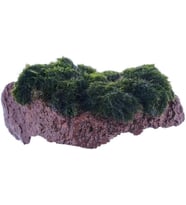 Moss Rock Canlı Bitki