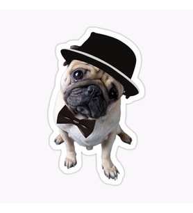 Pug Irkı Cinsi Köpek Sticker Araba Oto Yapıştırması 17CM Z9