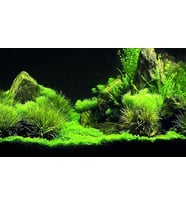 Kanki Pet KP8550035 Akvaryum Arka Fon Yapıştırma 85 x 50 CM
