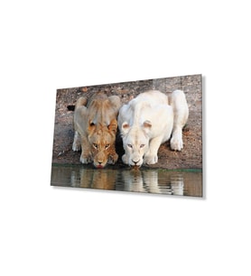 Aslan Cam Tablo 4mm Dayanıklı Temperli Cam (Çok Renkli)